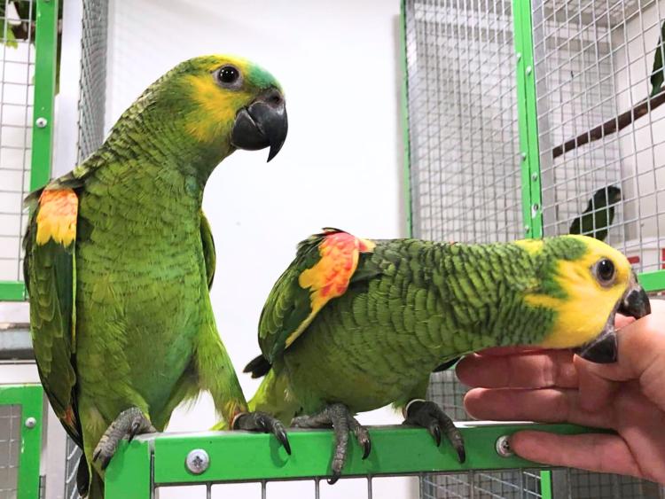 Amazone à front bleu (Amazona aestiva) – perroquet élevé à la main | Parc Papug | ParrotPlanet.fr