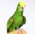 Perroquet Oratrix de Parc Papug - Amazone jaune poitrail, main nourrie de ParrotPlanet.fr
