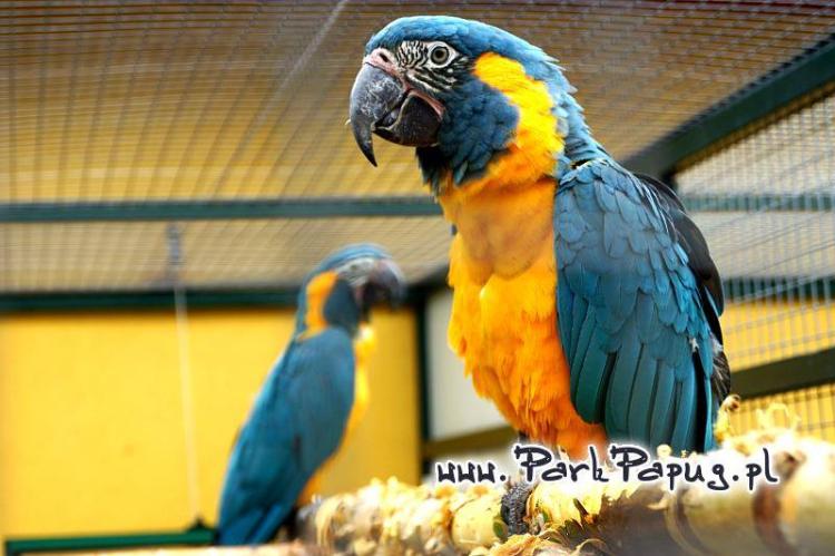 Ara Hyacinthe – perroquet élevé à la main du Parc Papug, compagnon idéal de ParrotPlanet.fr