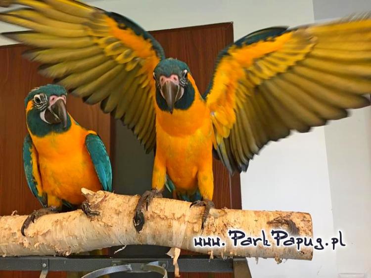 Ara Hyacinthe – perroquet élevé à la main du Parc Papug, compagnon idéal de ParrotPlanet.fr