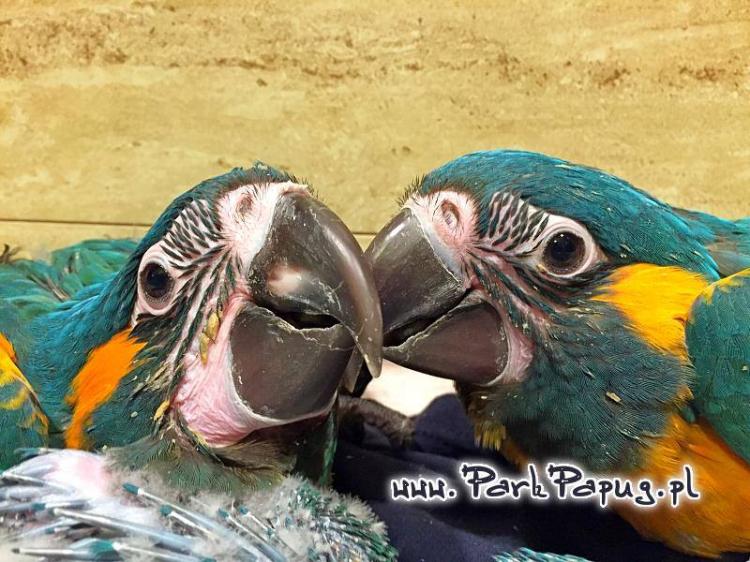 Ara Hyacinthe – perroquet élevé à la main du Parc Papug, compagnon idéal de ParrotPlanet.fr