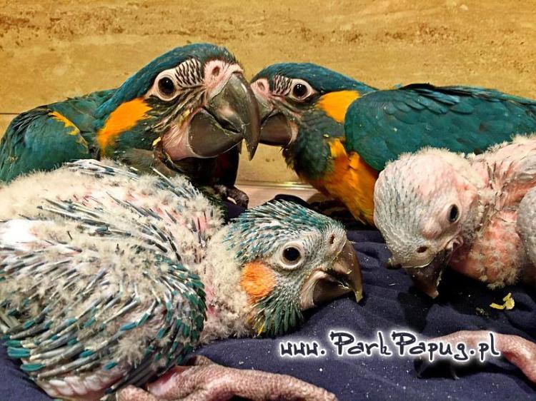 Ara Hyacinthe – perroquet élevé à la main du Parc Papug, compagnon idéal de ParrotPlanet.fr