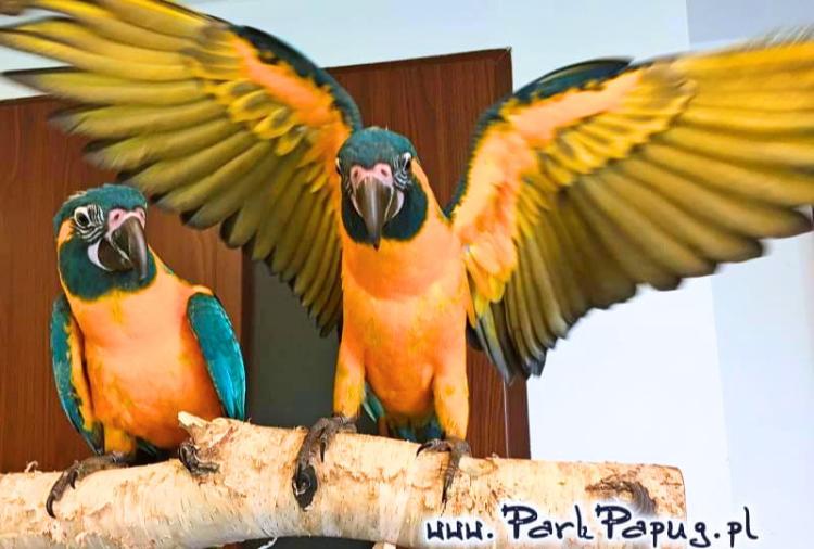Ara Hyacinthe – perroquet élevé à la main du Parc Papug, compagnon idéal de ParrotPlanet.fr