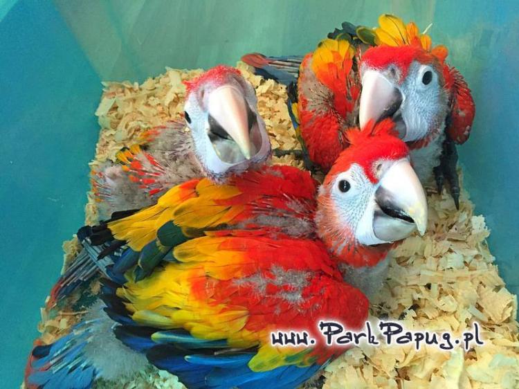 Ara Macao à vendre | Papagei à alimentation manuelle | Parrot Planet .fr