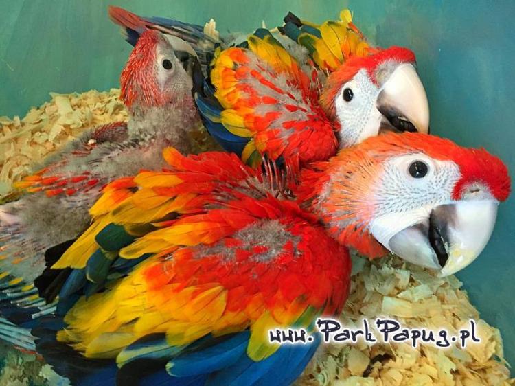 Ara Macao à vendre | Papagei à alimentation manuelle | Parrot Planet .fr
