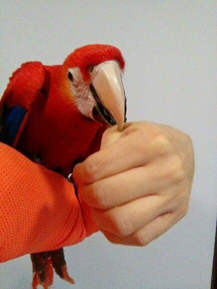 Ara Macao à vendre | Papagei à alimentation manuelle | Parrot Planet .fr