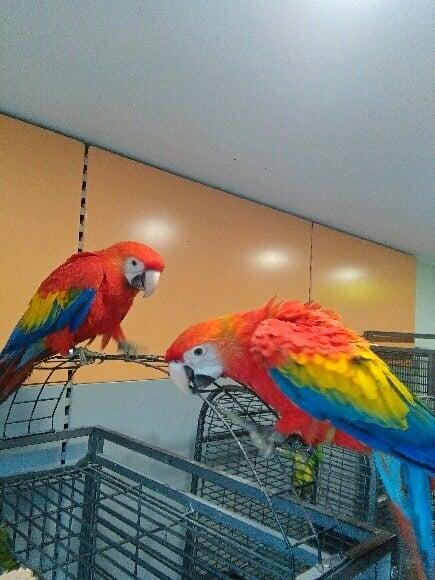 Ara Macao à vendre | Papagei à alimentation manuelle | Parrot Planet .fr