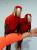 Ara Macao à vendre | Papagei à alimentation manuelle | Parrot Planet .fr