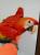 Ara Macao à vendre | Papagei à alimentation manuelle | Parrot Planet .fr