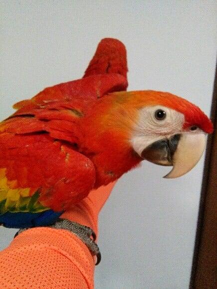 Ara Macao à vendre | Papagei à alimentation manuelle | Parrot Planet .fr