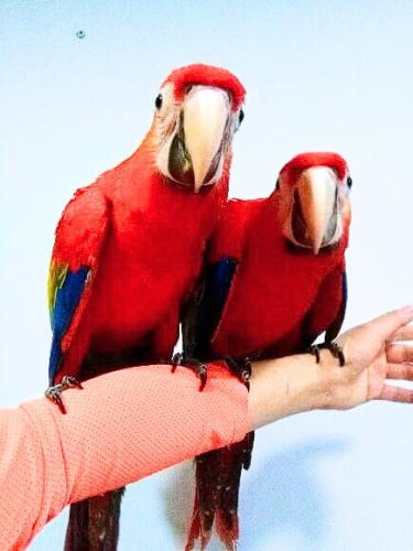 Ara Macao à vendre | Papagei à alimentation manuelle | Parrot Planet .fr