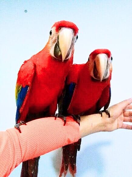 Ara Macao à vendre | Papagei à alimentation manuelle | Parrot Planet .fr