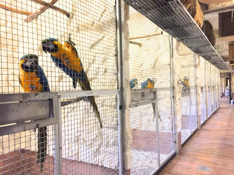 Ara Ararauna - Perroquet élevé à la main | Parc des Perroquets | ParrotPlanet.fr
