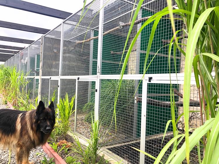 Ara Ararauna - Perroquet élevé à la main | Parc des Perroquets | ParrotPlanet.fr