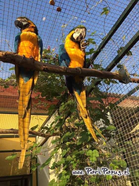 Ara Ararauna - Perroquet élevé à la main | Parc des Perroquets | ParrotPlanet.fr