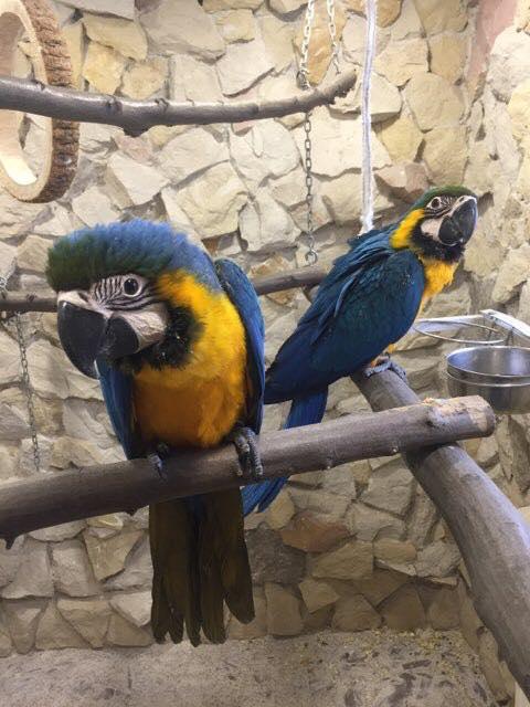 Ara Ararauna - Perroquet élevé à la main | Parc des Perroquets | ParrotPlanet.fr