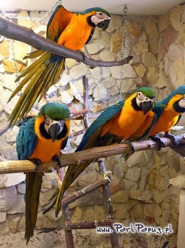 Ara Ararauna - Perroquet élevé à la main | Parc des Perroquets | ParrotPlanet.fr