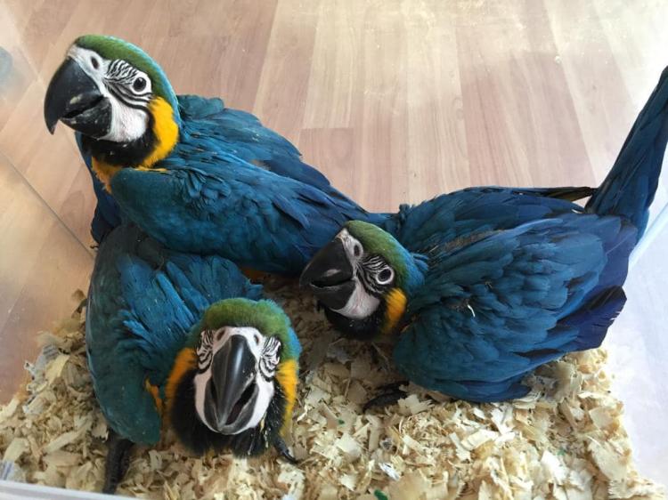Ara Ararauna - Perroquet élevé à la main | Parc des Perroquets | ParrotPlanet.fr