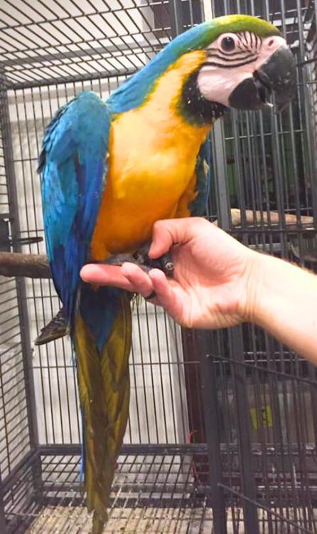 Ara Ararauna - Perroquet élevé à la main | Parc des Perroquets | ParrotPlanet.fr