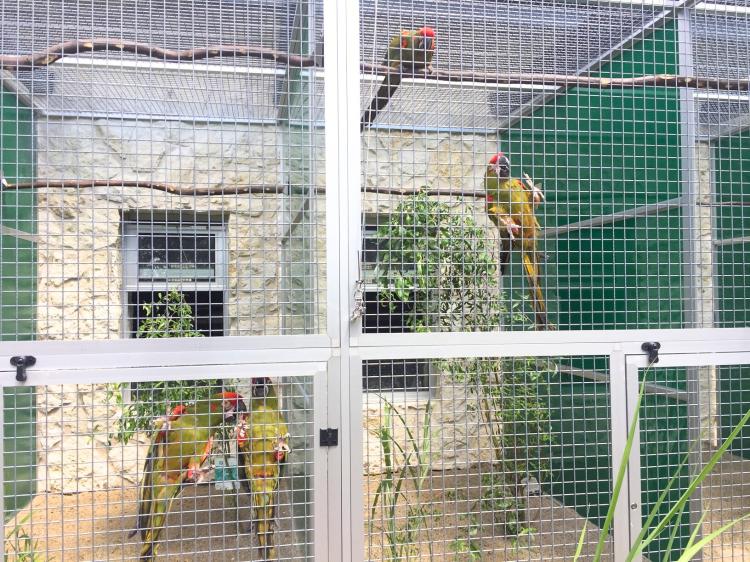 Ara Chloroptera - Perroquet élevé à la main en vente à Parc des Perroquets de ParrotPlanet.fr