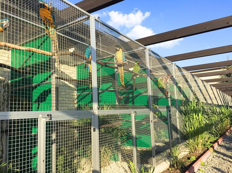 Ara Chloroptera - Perroquet élevé à la main en vente à Parc des Perroquets de ParrotPlanet.fr