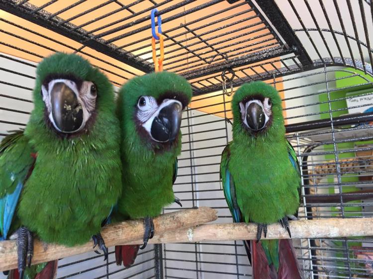 Ara Severa | Perruche élevée à la main | Parc des Perruches | ParrotPlanet.fr