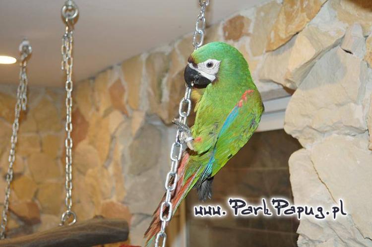 Ara Severa | Perruche élevée à la main | Parc des Perruches | ParrotPlanet.fr