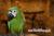 Ara Severa | Perruche élevée à la main | Parc des Perruches | ParrotPlanet.fr
