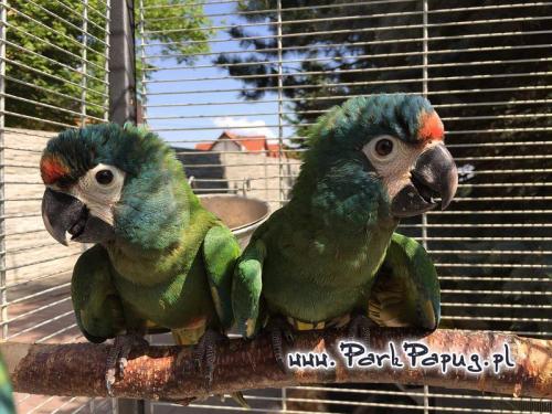 Ara Marakana - Perroquet élevé à la main chez Parc des Perroquets de ParrotPlanet.fr