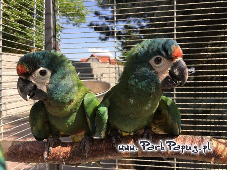Ara Marakana - Perroquet élevé à la main chez Parc des Perroquets de ParrotPlanet.fr