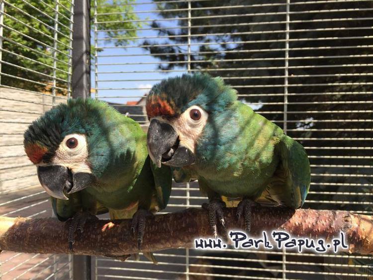 Ara Marakana - Perroquet élevé à la main chez Parc des Perroquets de ParrotPlanet.fr