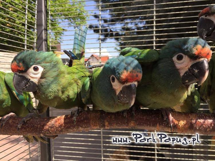 Ara Marakana - Perroquet élevé à la main chez Parc des Perroquets de ParrotPlanet.fr
