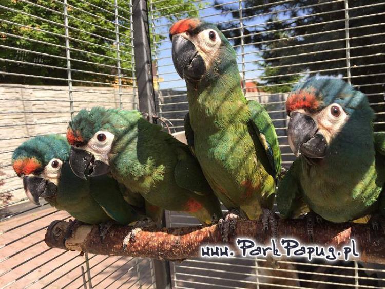 Ara Marakana - Perroquet élevé à la main chez Parc des Perroquets de ParrotPlanet.fr