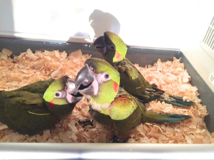 Ara Rubrogenys - Perroquet élevé à la main - Parc des Perroquets de ParrotPlanet.fr