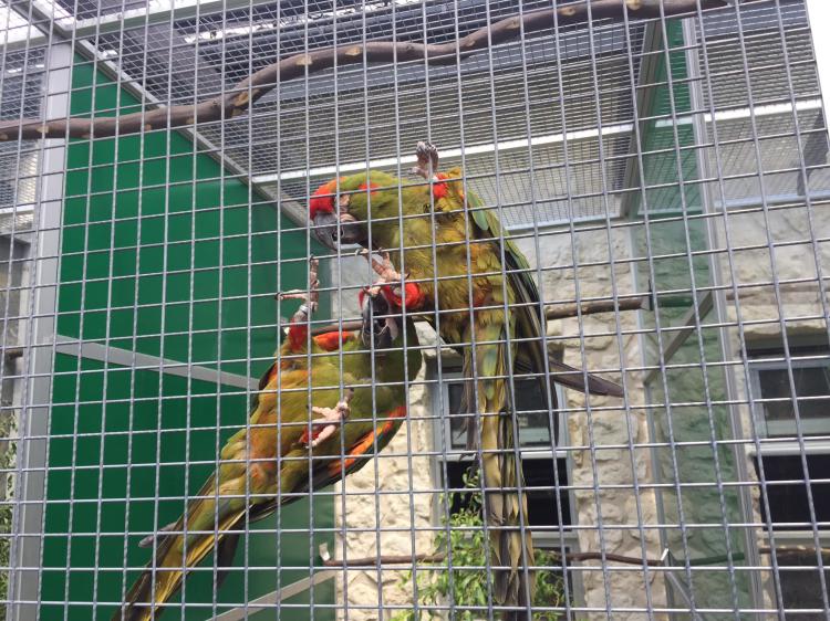 Ara Rubrogenys - Perroquet élevé à la main - Parc des Perroquets de ParrotPlanet.fr