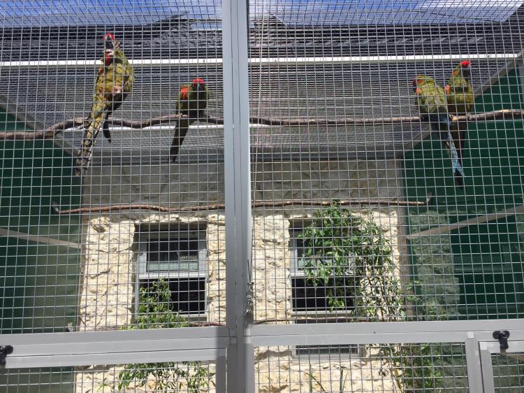 Ara Rubrogenys - Perroquet élevé à la main - Parc des Perroquets de ParrotPlanet.fr