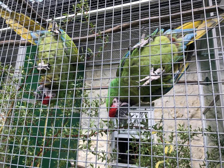 Ara Militaris - Perroquet Handreared de Perroquet élevé   de ParrotPlanet.fr