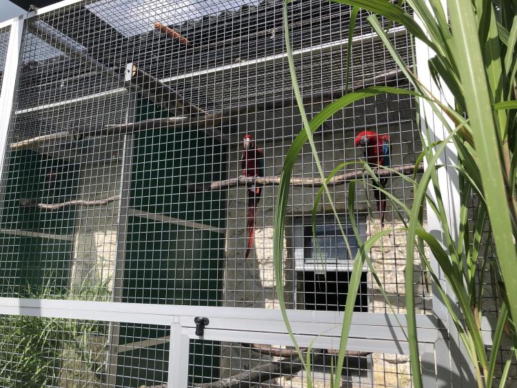 Ara Chloroptera - Perroquet élevé à la main en vente à Parc des Perroquets de ParrotPlanet.fr