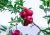 Premium Parrot Food – Branches de Pommier BIO – Friandise saine et savoureuse pour tous les perroquets 100 g de ParrotPlanet.fr
