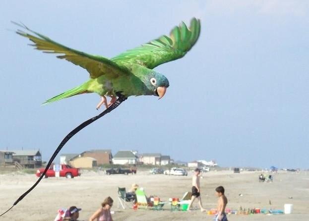 Przedłużka do szelek Aviator 12,5 metrów od ParrotPlanet.pl