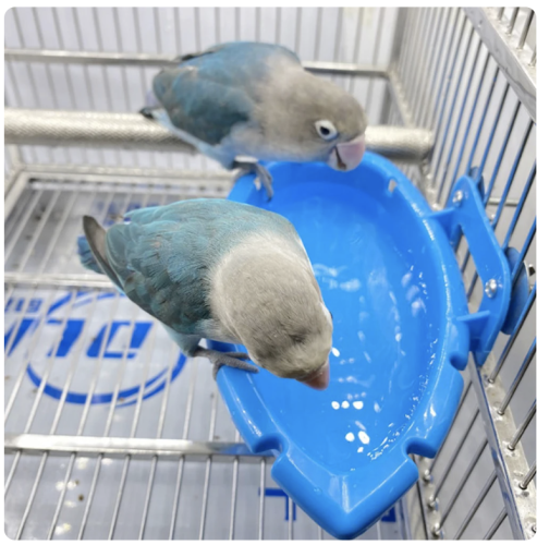 Wspaniały Basen - dla wszystkich gatunków papug od ParrotPlanet.pl