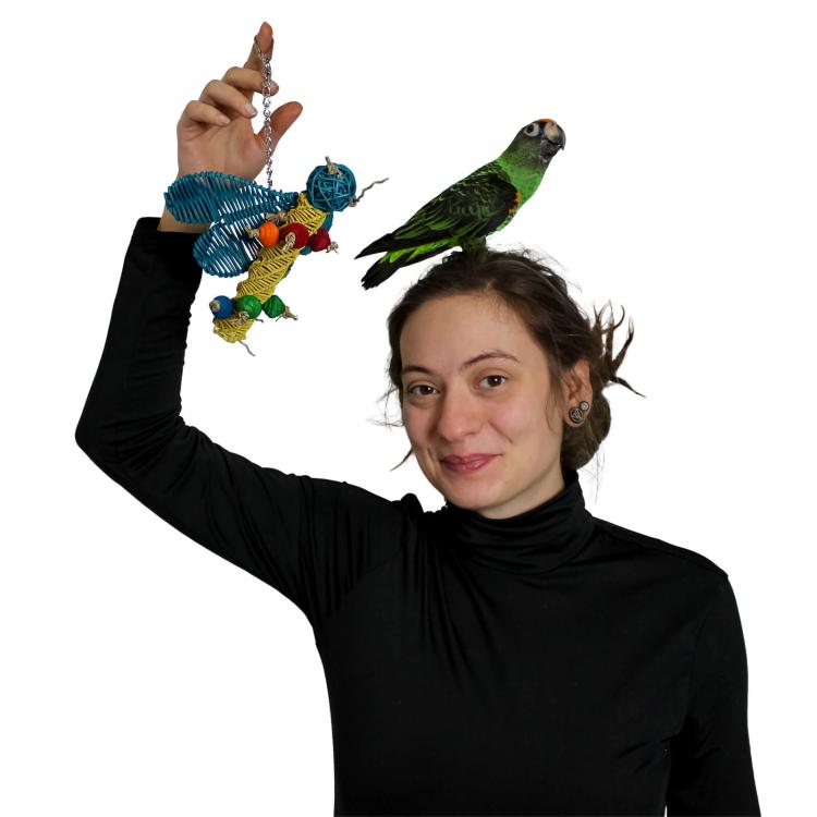 Motylek - Zabawka dla małych papug od ParrotPlanet.pl