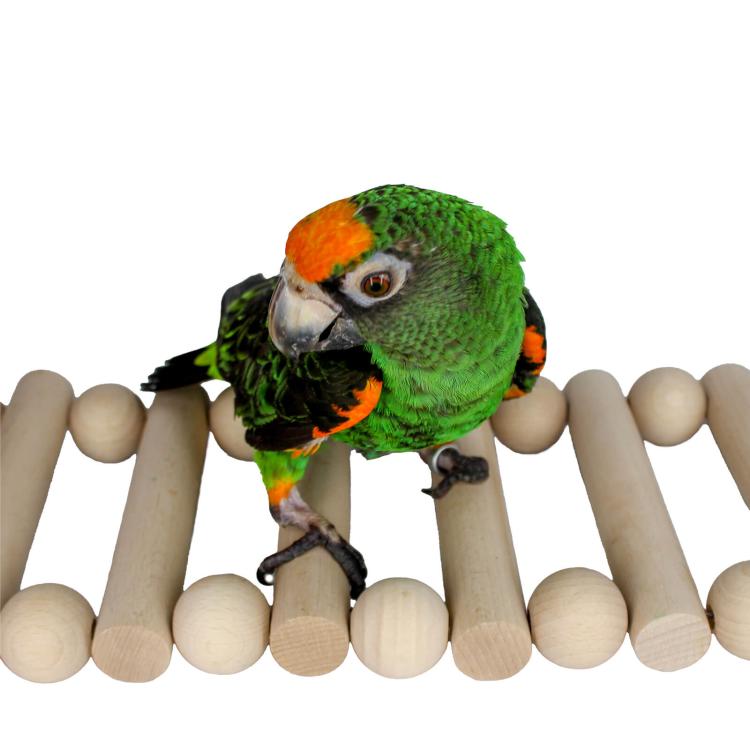 Wonderful Ladder - Zabawka dla małych i średnich papug od ParrotPlanet.pl