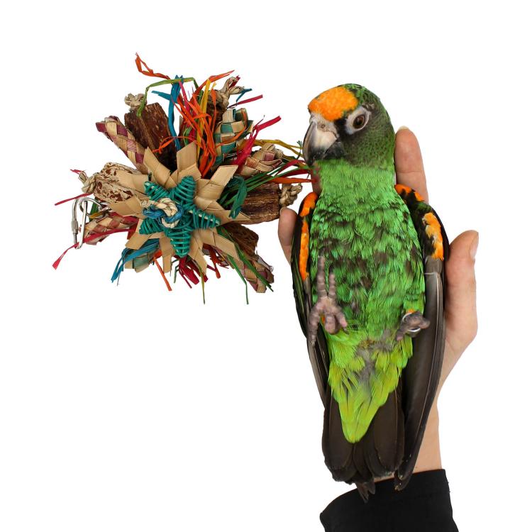 Mini Dyski - Zabawka dla małych i średnich papug od ParrotPlanet.pl