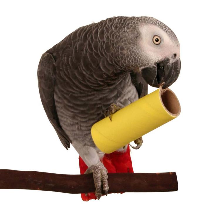 Kolorowa Tuba | Zabawka do łapki dla Papug | Części DIY do tworzenia własnych zabawek | 1 szt od ParrotPlanet.pl