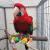 Żerdź z Drewnianymi Zabawkami - Odpoczynek i Rozrywka dla papug | 40 cm od ParrotPlanet.pl