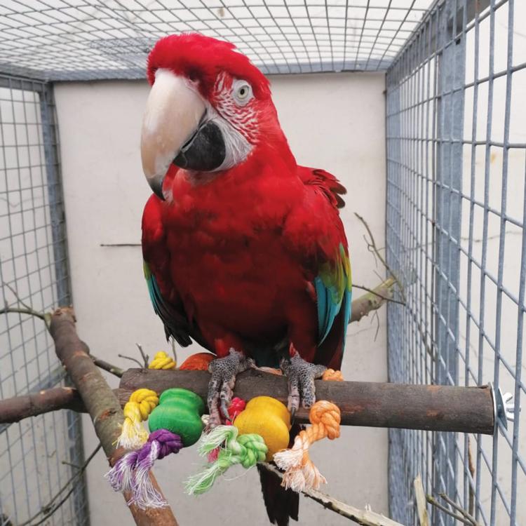Żerdź z Drewnianymi Zabawkami - Odpoczynek i Rozrywka dla papug | 40 cm od ParrotPlanet.pl