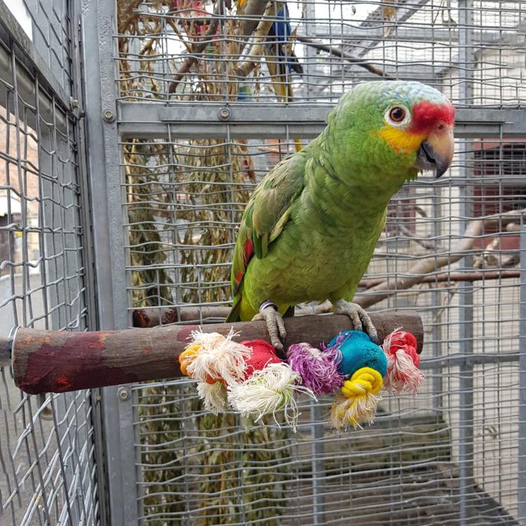 Perchoir en Bois avec Jouets pour Perroquets - 40 cm, Parrot Planet.fr