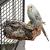Narożna żerdź, z kory dębu korkowego rozmiar XS - dla małych papug od ParrotPlanet.pl