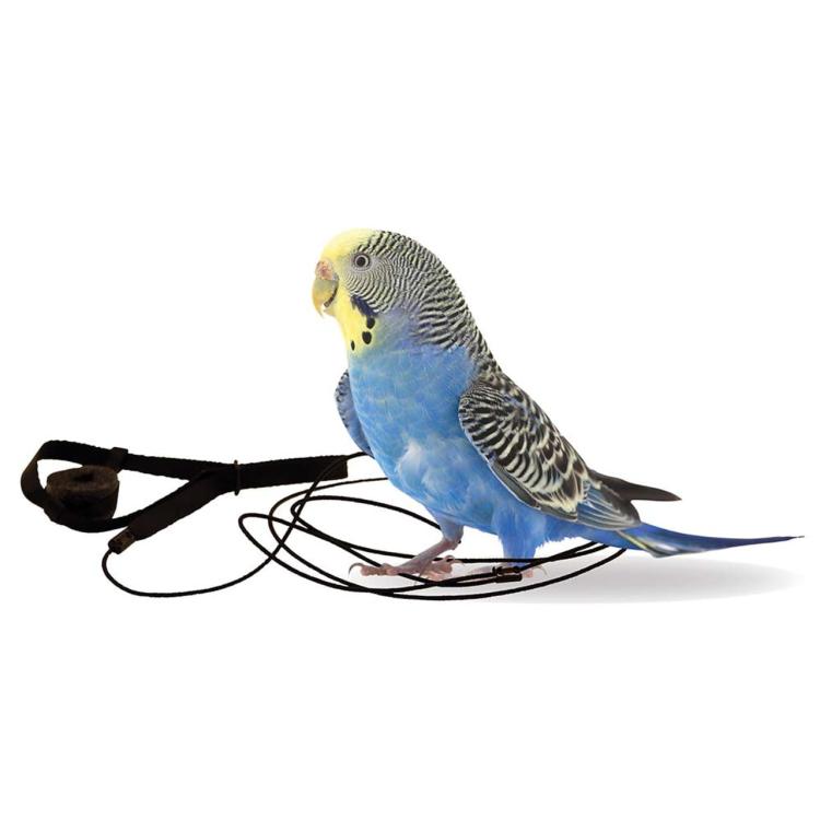 Szelki dla papug Aviator XXXS Czarne od ParrotPlanet.pl